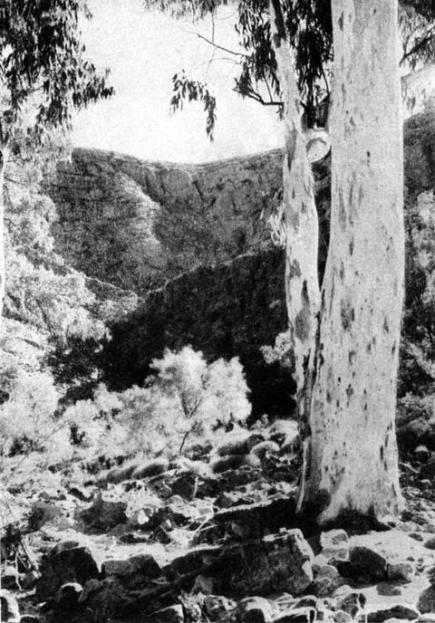 River gum in the Ormiston River bed